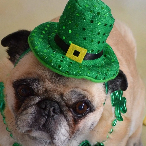 Meet your Posher, Kerry - Picture 4 of 16